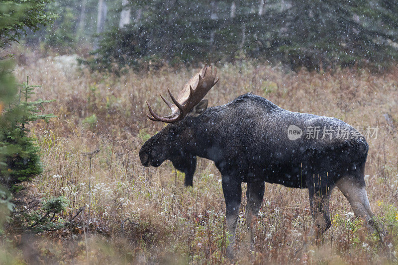 公牛驼鹿在第一场雪，Alces Alces。